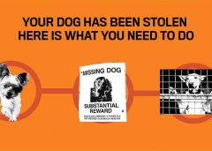 Your Dog Has Been Stolen – Here is What You Need to do Immed